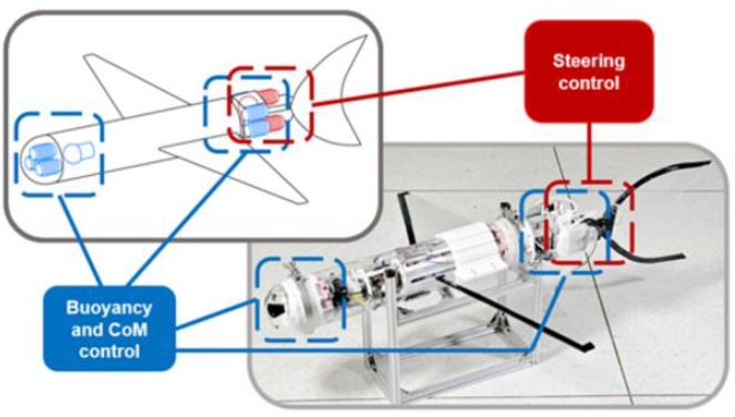 An underwater glider with muscle-actuated buoyancy control and caudal-fin turning