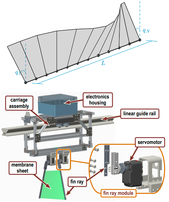 Dynamic modeling and experimental analysis of a two-ray undulatory fin robot